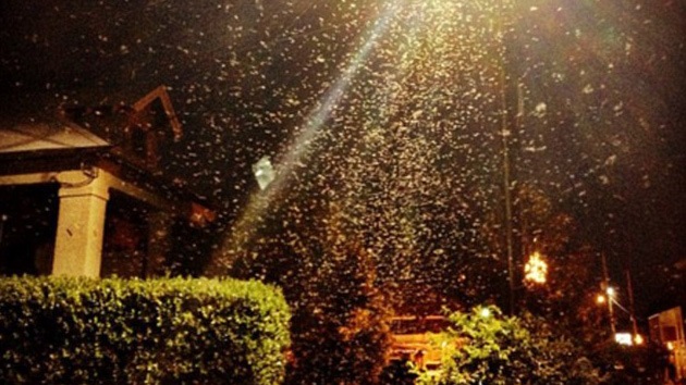 Video: Una plaga 'bíblica' de decenas de miles de termitas invade el sur de EE.UU.