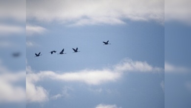 El cambio climático afecta a las aves migratorias