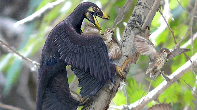 Los dinosaurios redujeron su tamaño durante 50 millones de años para convertirse en aves