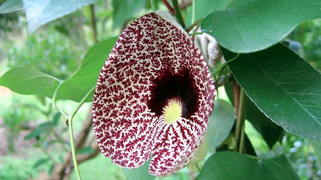 Una planta medicinal china, la sustancia más cancerígena jamás descubierta