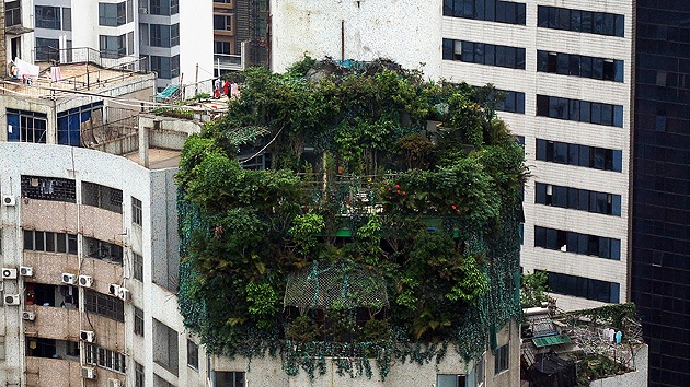 Fotos: Oculta la construcción de dos pisos adicionales en su ático plantando árboles