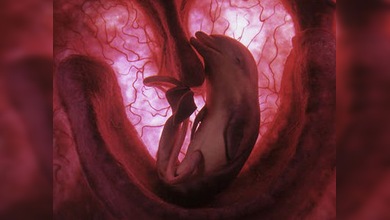 Británicos experimentan mezclando humanos con animales
