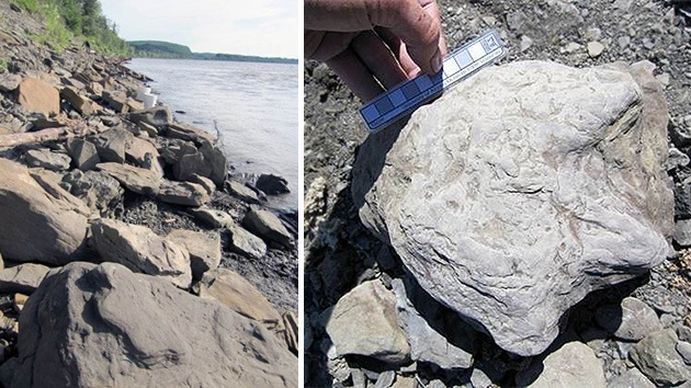 Encuentran miles de huellas de dinosaurios en el Ártico