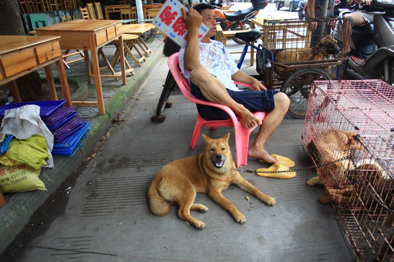 Impactante Video Sobre El Polemico Consumo De Carne De Perro En China Rt