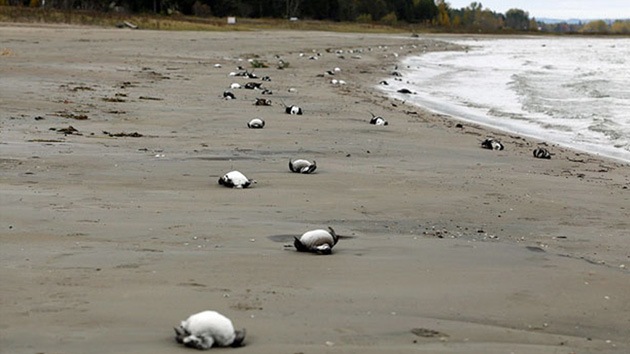 La playa chilena de Santo Domingo, cementerio de aves