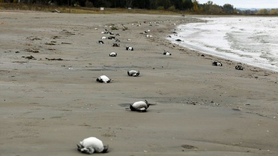 La playa chilena de Santo Domingo, cementerio de aves