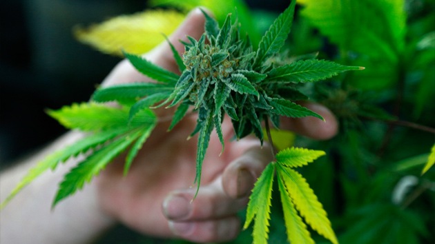 La marihuana podría prevenir la ceguera en los pacientes con retinitis pigmentaria