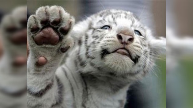 Cinco cachorros de tigre blanco fueron presentados en el zoo de Chile