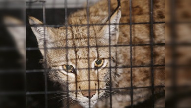 En las calles de Moscú pasean linces y no osos