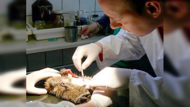 Veterinarios polacos salvan a una erizo hembra tras 5 horas en el quirófano