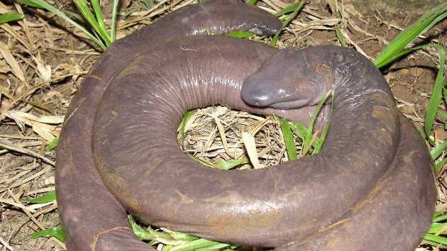 Descubren en Brasil una nueva especie de anfibio sin ojos ni pulmones