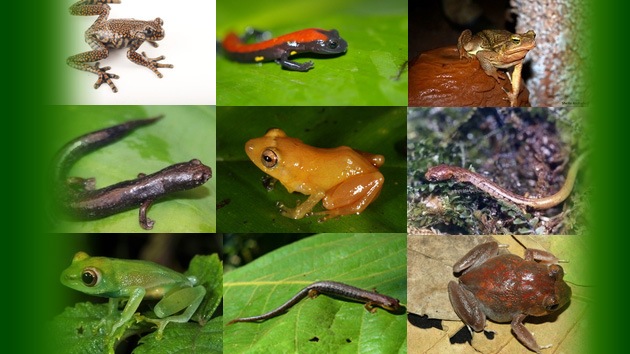 Crece vertiginosamente la cantidad de especies que se descubren