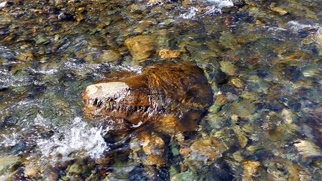 Hallan posibles restos de un mesosaurio de 150 millones de años en el norte ruso