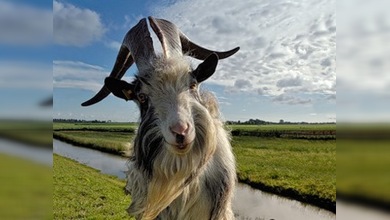 Las cabras prohibidas de la Reserva Natural del río Setún
