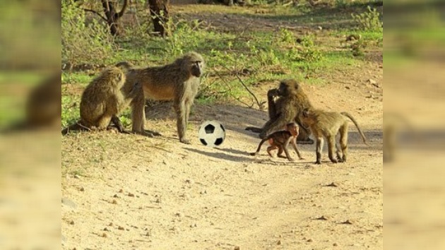 Los babuinos salvajes, amenaza para los seguidores del Mundial de Sudáfrica