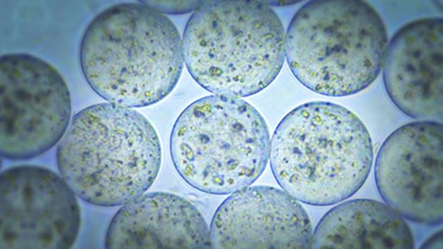 Identifican una esquiva proteína que es esencial para la fertilización