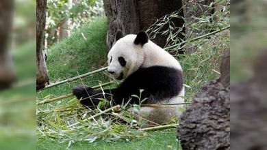 China demanda a Japón por la muerte de un panda