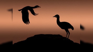 Aves gigantes, coetáneas de los dinosaurios