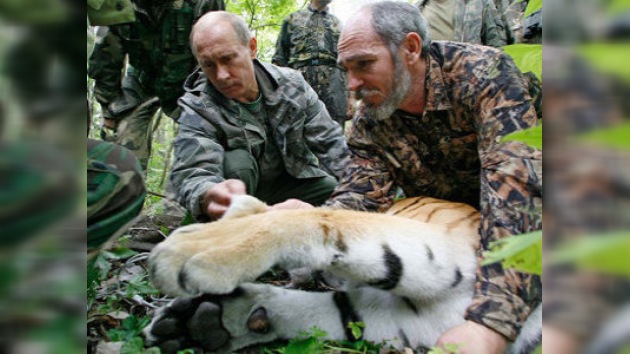 La tigresa “extraviada” de Putin dio a luz a un cachorro