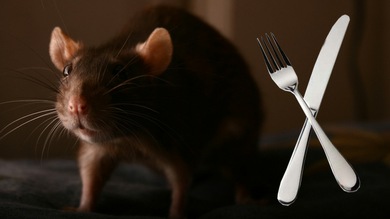 Dieta de ratas: artista de EE.UU. ofrece una clase de supervivencia en tiempos de crisis