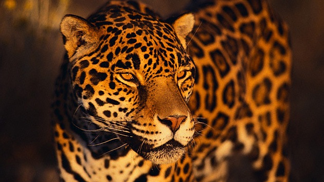 Paso de cebra para el jaguar: Argentina crea corredores para evitar atropellos de animales