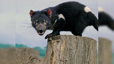 El pequeño diablo de Tasmania se enfrenta a su desaparición
