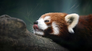 Científicos afirman que el mundo está al borde de otra extinción masiva de especies