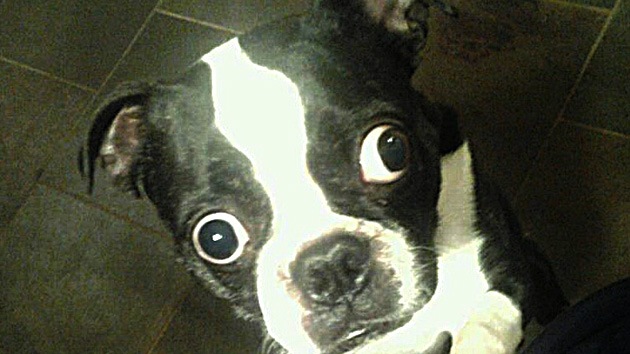 Un perro con ojos de récord