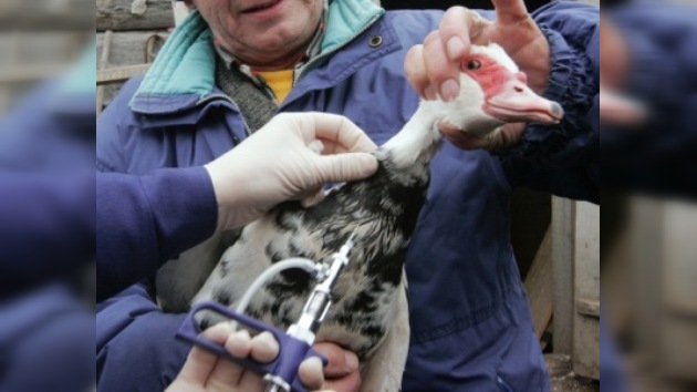 Primorie vacuna a 300 mil aves de corral