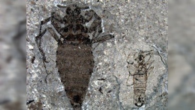 Los dinosaurios tenían pulgas del tamaño de balas