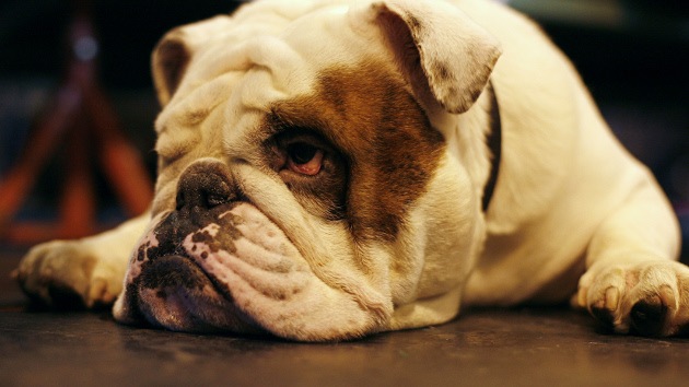 Veterinarios de EE.UU. optan por la marihuana en el tratamiento de los animales