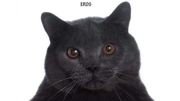 Una necrológica a toda página de un gato 'pone de uñas' a la sociedad italiana