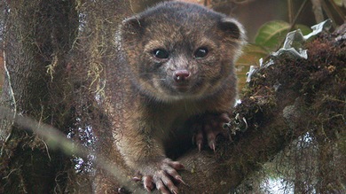 Conozca el olinguito, el primer carnívoro descubierto en América en 35 años
