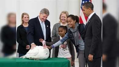 Obama 'indultó' a dos pavos en vísperas del día de Acción de Gracias