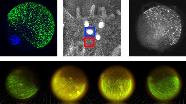 El encuentro del óvulo con espermatozoides provoca 'fuegos artificiales