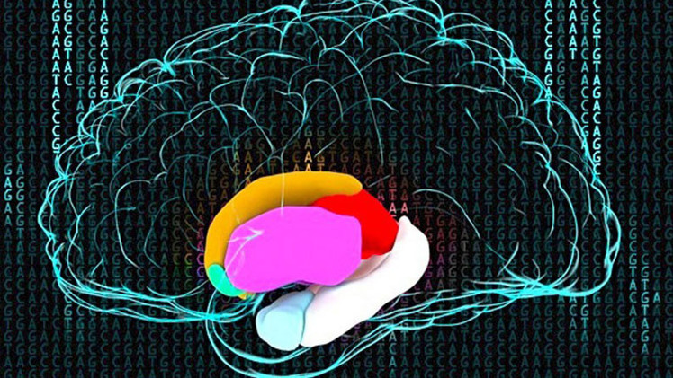 Científicos descifran el código genético del cerebro