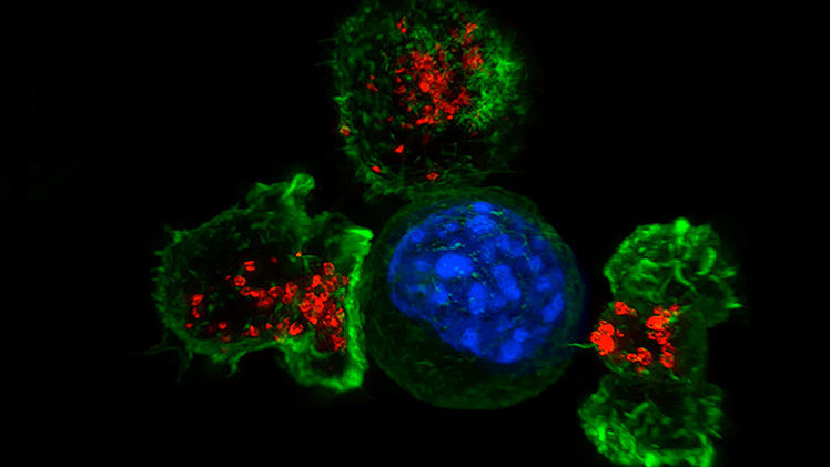 Impresionante video: Células 'asesinas en serie' atrapan y matan células cancerosas