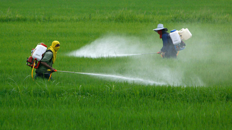 La OMS confirma que uno de los pesticidas más usados puede causar cáncer