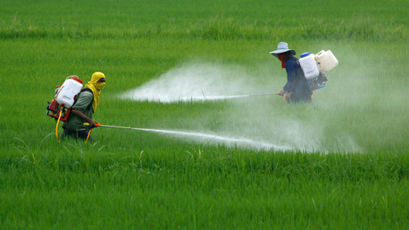 La OMS confirma que uno de los pesticidas más usados puede causar cáncer