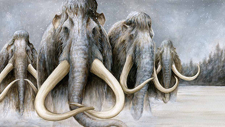 Estudio de la extinción de los mamuts evidencia los peligros para ...