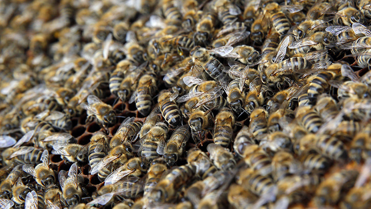 Miles de abejas 'atacan' un avión en un aeropuerto de Moscú (fotos)