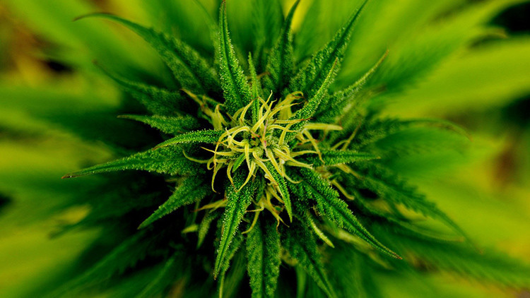Estudio: La marihuana puede curar las fracturas de los huesos