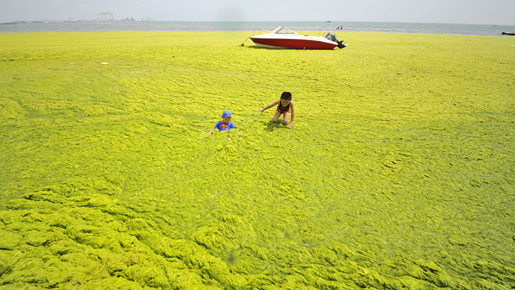 'Mar verde': Así es la extraña playa de China que cada verano se llena