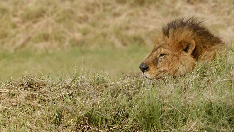 Foto: Un niño de 7 años con "su primer león" cazado en África desatan la indignación en la Red