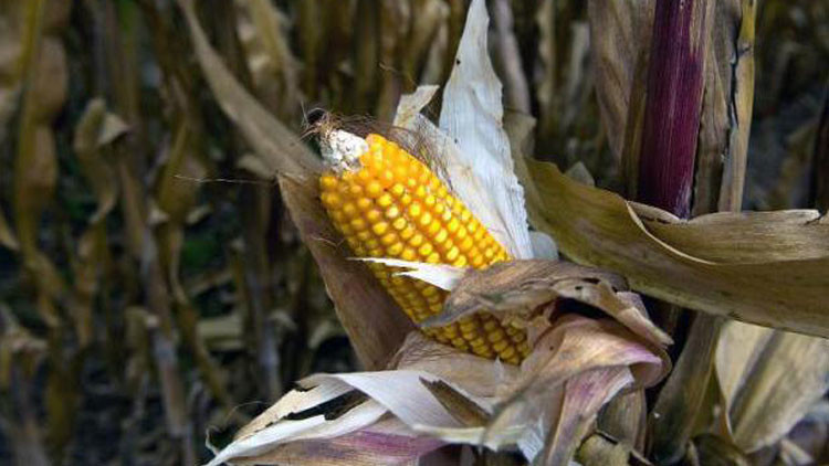 Monsanto en México: Un juzgado desbloquea la prohibición del maíz transgénico
