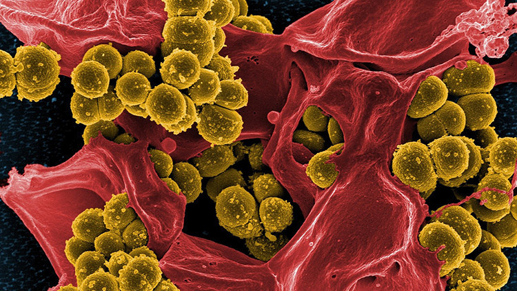 ¿Adiós a las lavadoras?: Joven mexicana 'adiestra' bacterias para lavar la ropa
