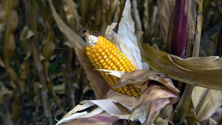 Monsanto en México: Un juzgado desbloquea la prohibición del maíz transgénico