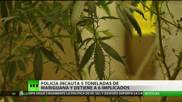 Incautan Cinco Toneladas De Marihuana En España Rt 5326