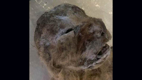 Foto: hallan dos cachorros de león cavernario de 10.000 años de antigüedad en Yakutia (Rusia)