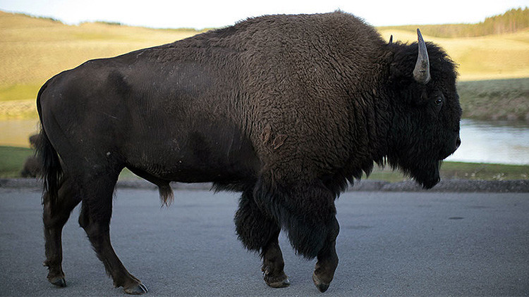 "Vergonzoso": el Parque Nacional de Yellowstone estudia matar 1.000 bisontes